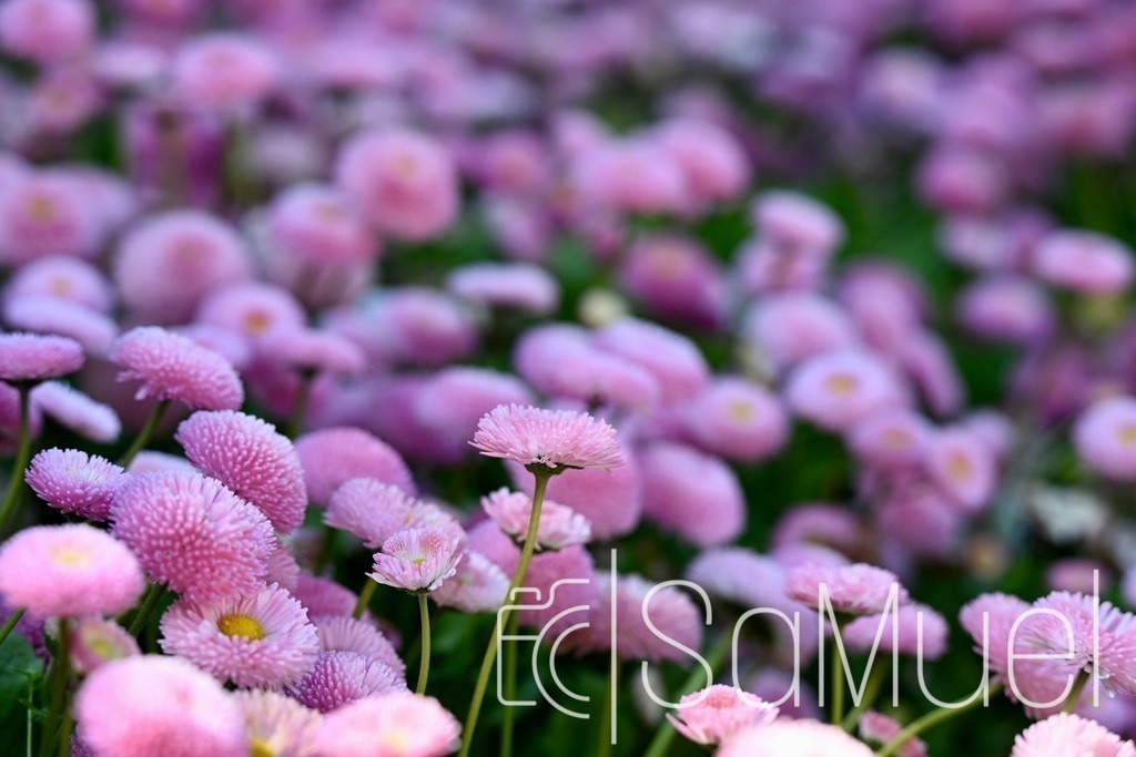 SML_3668 | Sa-Muel - Realisiert mit Pictrs.com