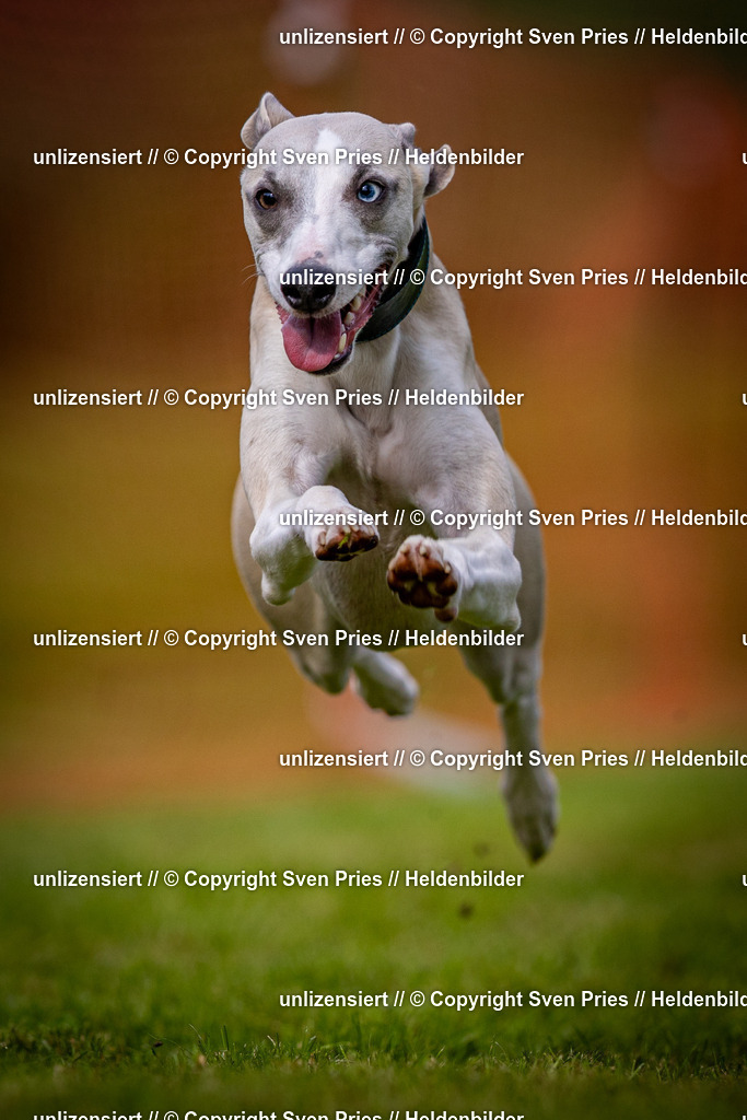 Sven Pries | 2024-09-22 - Hunderennen Baden-BadenPudelverein - Realisiert mit Pictrs.com