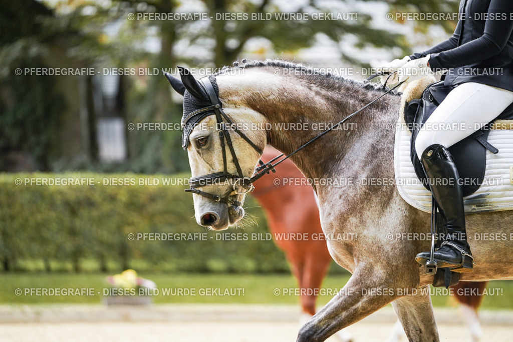 DSC01389 | Pferdegrafie