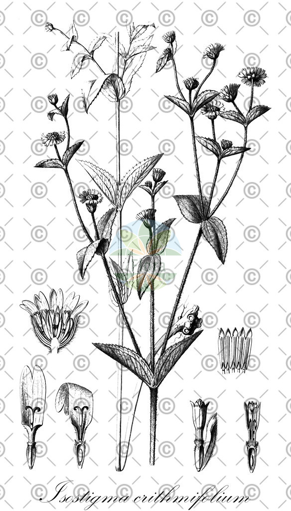 HistAbb_wfo-0001186051_1_ENZY_Simple | Historische Abbildung von Isostigma crithmifolium - Asteraceae | Historical Illustration of Isostigma crithmifolium - Asteraceae
