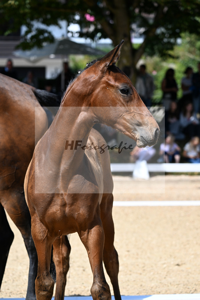 Kat-Nr. 6 Va Bene x Zonik One_SF_Stadelmann_29250258 | hf-fotografie - Realizzato con Pictrs.com