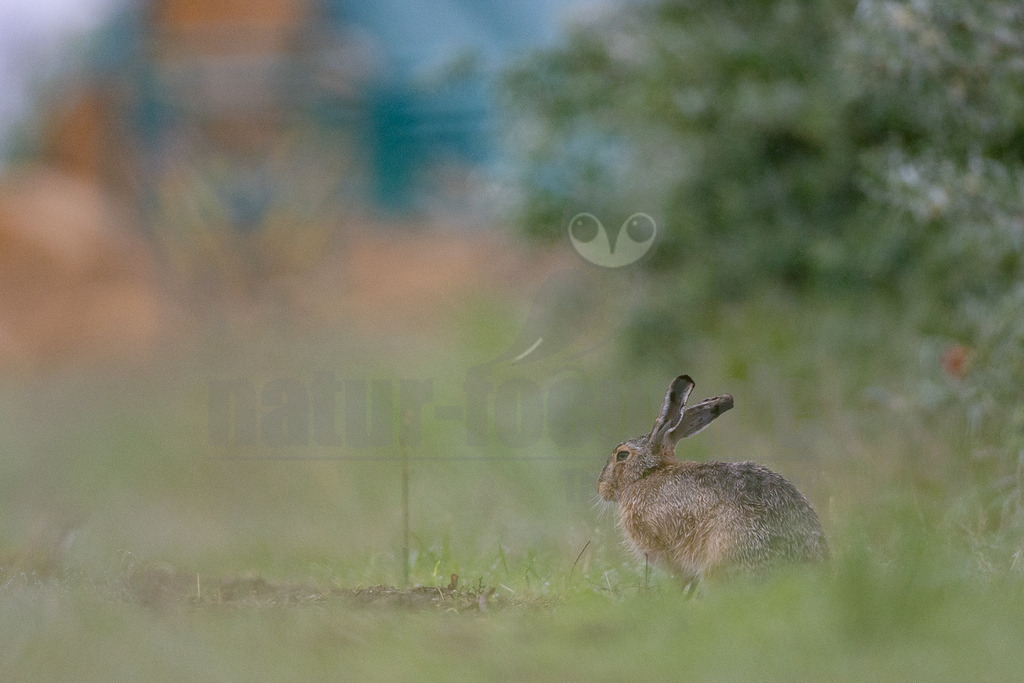 R7NF7764_20240508_20240508 | Der Feldhase, kurz auch Hase genannt, ist ein Säugetier aus der Familie der Hasen. Die Art besiedelt offene und halboffene Landschaften. Das natürliche Verbreitungsgebiet umfasst weite Teile der südwestlichen Paläarktis; durch zahlreiche Einbürgerungen kommt der Feldhase heute jedoch auf fast allen Kontinenten vor. - Realisiert mit Pictrs.com