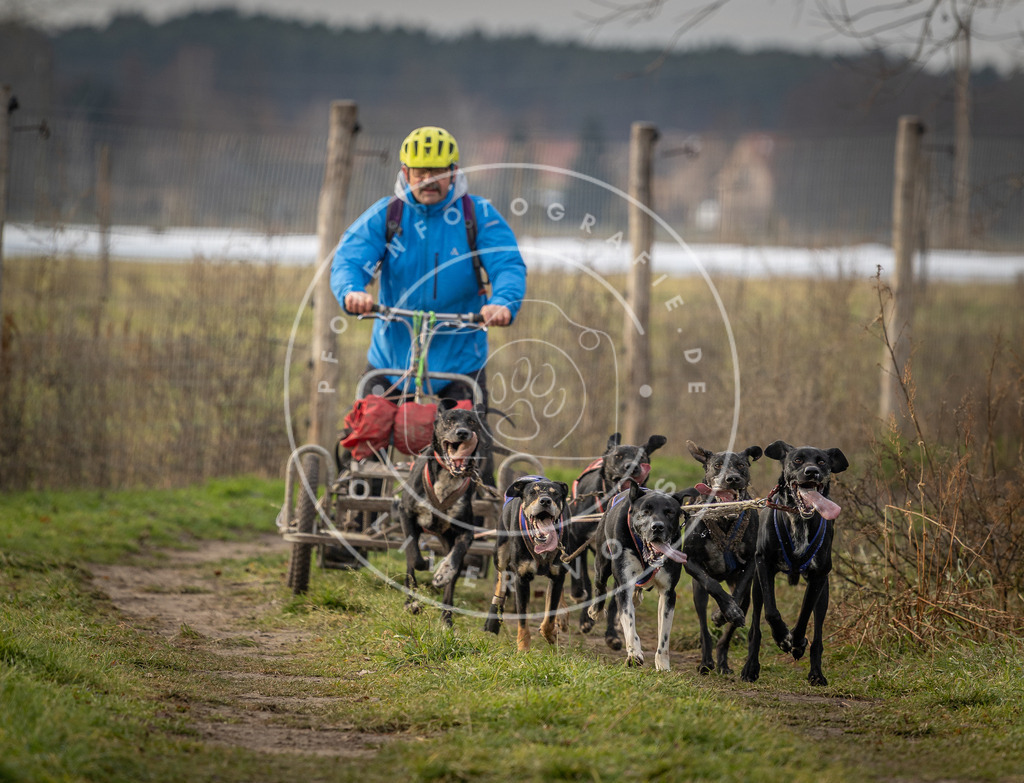 Pfotenfotografie_DV3A6697 | Hundefotografie, Tierfotograf, Pfotenfotografie, Fotoshooting Hund, Hunde Portrait, Hundesport, Hundeportraits, Heideshooting, Hunde, Sportfotograf, Hundefotograf, Turnierhundsport, THS,  - Realisiert mit Pictrs.com