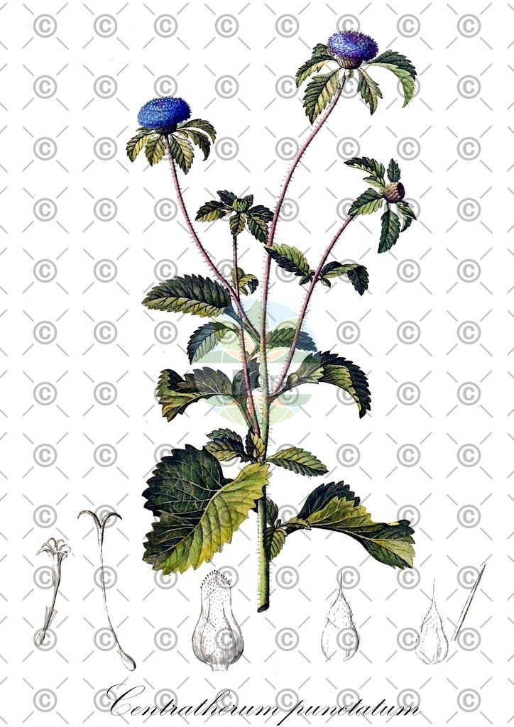 HistAbb_wfo-0000825467_1_ENZY_Simple | Historische Abbildung von Centratherum punctatum - Asteraceae | Historical Illustration of Centratherum punctatum - Asteraceae