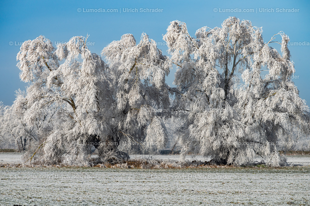 10049-13507 - Winterzauber im Großen Bruch | Stockfoto und Bilderpool mit Bildmaterial aus Deutschland, dem Harz, Halberstadt, Quedlinburg, Wernigerode und weltweit. Qualitativ hochwertige und professionelle Fotos anschauen und kaufen. - Realisiert mit Pictrs.com