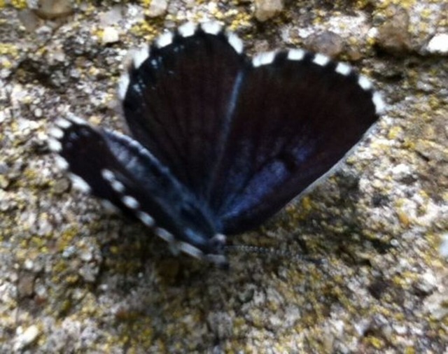 fetthennenblaeuling | Verkauf von Fotos und  Videoclips zumThema Natur.Motive sind Pflanzen, Tiere, Landschaftenund Wetter - Realisiert mit Pictrs.com