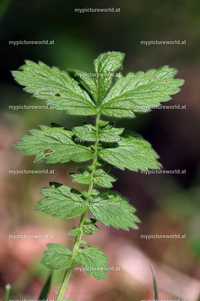 Gewöhnlicher Odermennig-003 | Das Bilderarchiv über Tiere, Planzen und Landschaften. In der Bilddatenbank finden Sie ein große Auswahl an hochwertigen Bilder für Ihre Werbung - Realisiert mit Pictrs.com