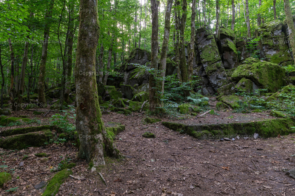 LOC_Trail_Forest13 | sparepix - Realisiert mit Pictrs.com