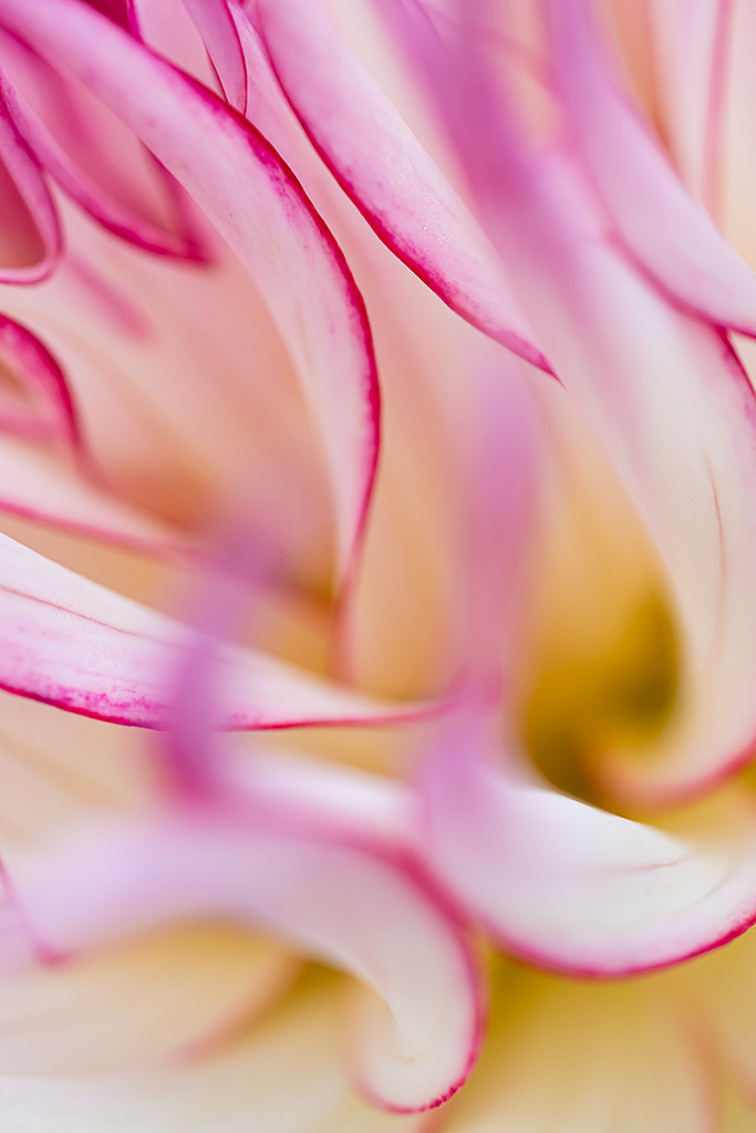 Blüte der Hirschgeweih-Dahlie "Jennie" | Bestell-Nr. d_2021_08_0363 - Realisiert mit Pictrs.com