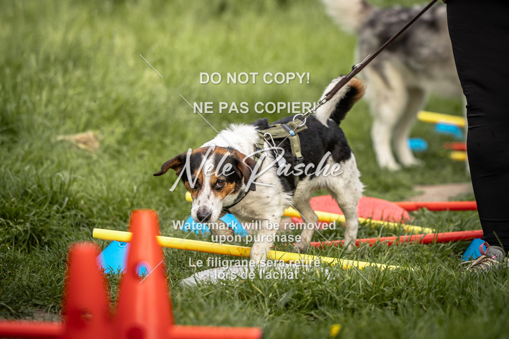 nelerasche_So-earlydog_43 | nelerasche