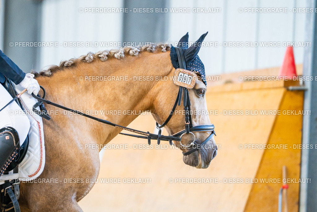 DSC07698 | Pferdegrafie