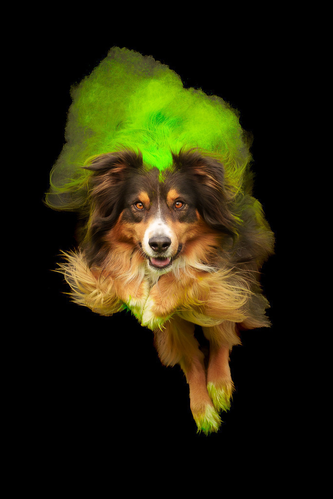 allesWIRTHgut Tierfotografie - 7IV08624-Verbessert-RR-2-Bearbeitet | Professionelle Tierfotografie in Mönchengladbach von Daniel Wirth (allesWIRTHgut). Liebevolle & natürliche Bilder von Hunden & Katzen für unvergessliche Erinnerungen.