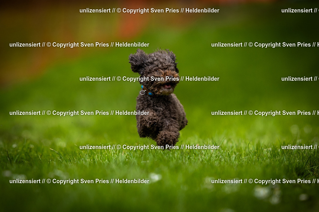 Sven Pries | 2025-04-13 - Hunderennen Baden-Baden - Realisiert mit Pictrs.com