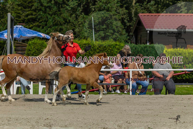 Leybucht-678 | mandyhollmannphotographie