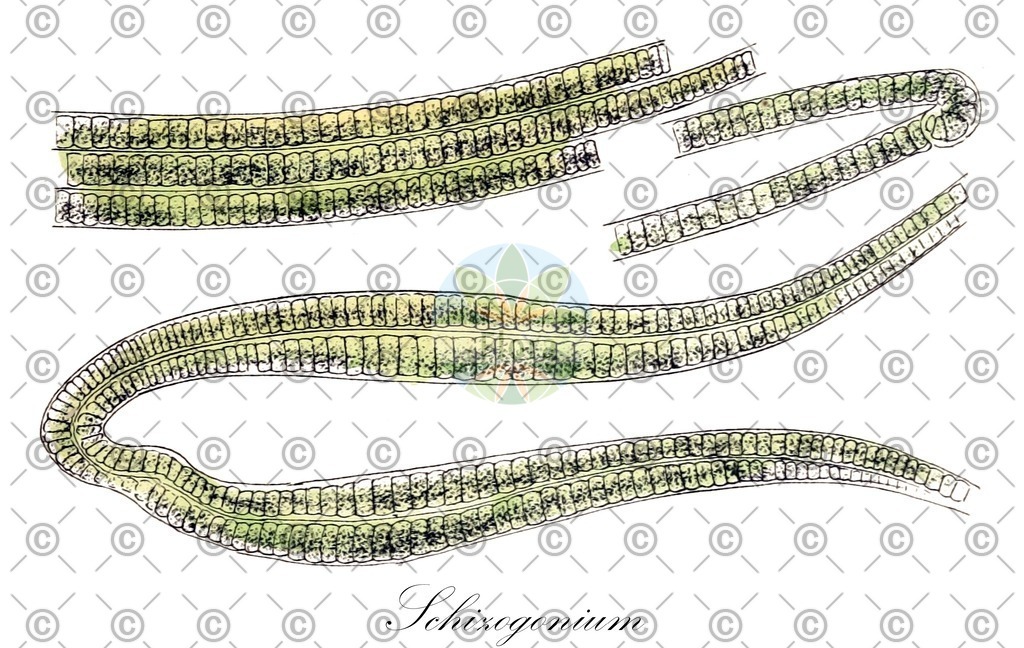 HistAbb_wfo-0000627972_1_ENZY_Simple | Historische Abbildung von Schizogonium - Prasiolaceae (0) | Historical Illustration of Schizogonium - Prasiolaceae (0)