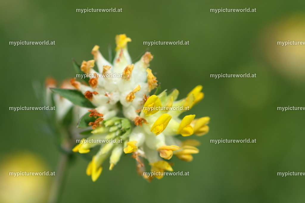 Echter Wundklee-001 | Das Bilderarchiv über Tiere, Planzen und Landschaften. In der Bilddatenbank finden Sie ein große Auswahl an hochwertigen Bilder für Ihre Werbung - Realisiert mit Pictrs.com