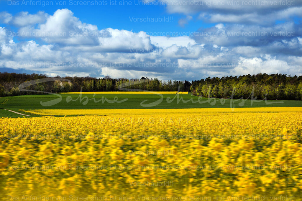 Wandbild "Blick auf Rapsfelder"  Nähe Landkern | People- und Tierfotografie, Imageaufnahmen, Veranstaltungsfotografie und Wandbilder aus der Natur ★ Made in Germany ✔️ Druck + Downloads ✔️ Naturfotografie in Top Qualität ★ schneller Versand, weltweite Lieferung! - Realisiert mit Pictrs.com