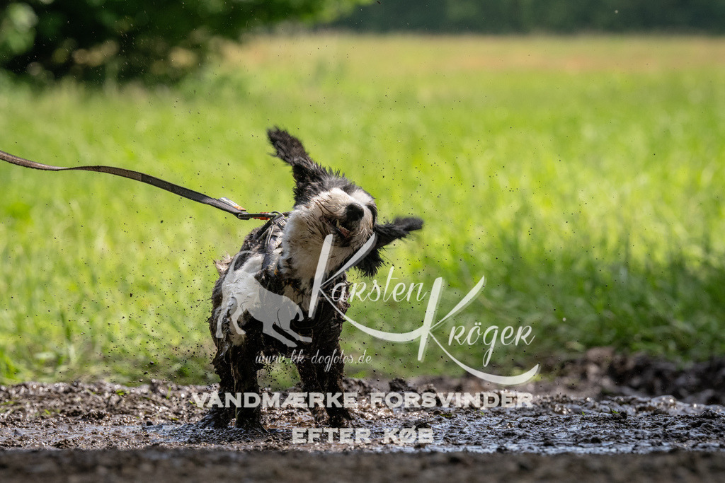 1149_ZZ94768 | kk-dogfotos