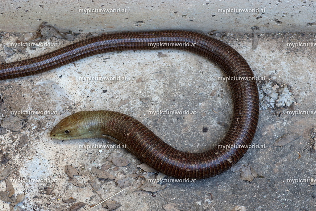 Scheltopusik-002 | Das Bilderarchiv über Tiere, Planzen und Landschaften. In der Bilddatenbank finden Sie ein große Auswahl an hochwertigen Bilder für Ihre Werbung - Realisiert mit Pictrs.com