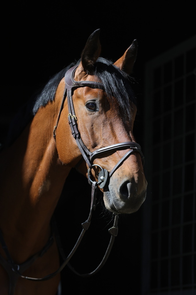 0P6A8075 | Willkommen bei Brunnmayr - Design & Fotografie – Ihrem Spezialisten für Reitturniere und Pferdeveranstaltungen in Oberösterreich, Salzburg und Bayern! Seit über 17 Jahren sind wir leidenschaftlich dabei.