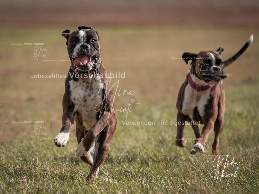 _16A8877-1 | Einzigartige Fotos von Hunden & Menschen –Actionfotos, Portraits, Vereinsaufnahmen & Paarshootings – authentisch, lebendig & mit Herz.