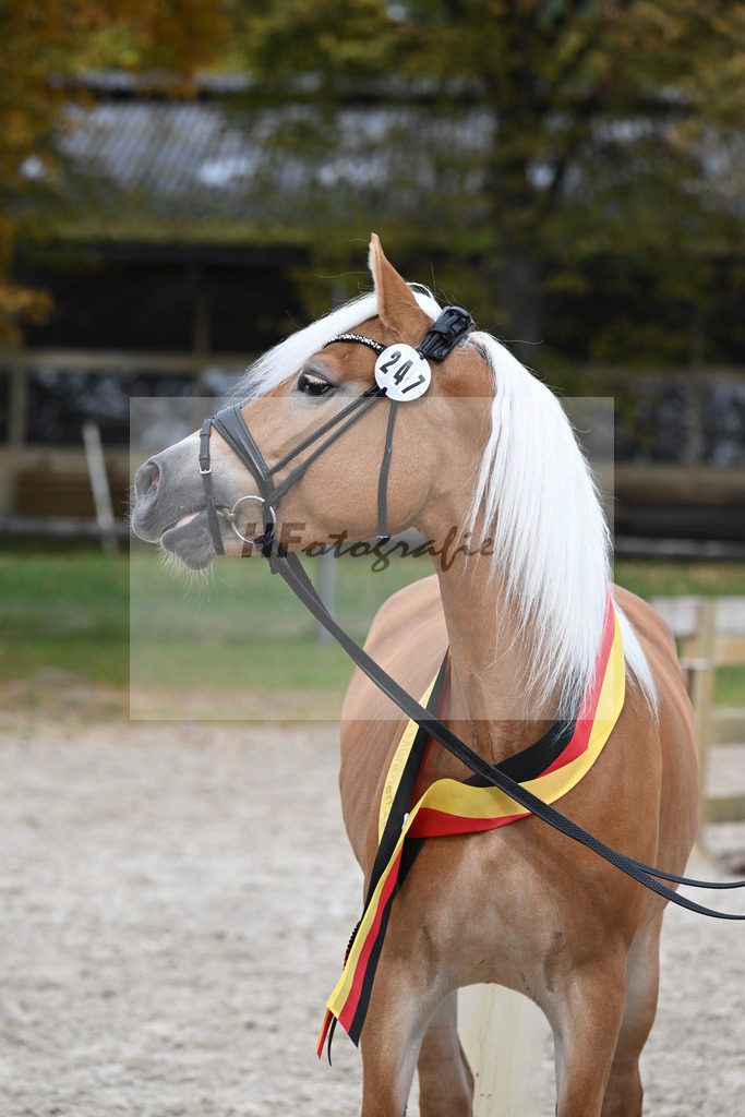 Kat-Nr. 247 Belle Fleur_Stange_54223594 | hf-fotografie - Realisiert mit Pictrs.com