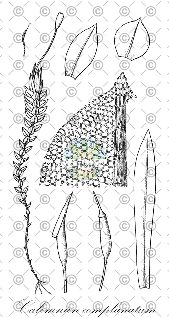 HistAbb_wfo-0000923621_1_ENZY_Simple | Historische Abbildung von Calomnion complanatum - Calomniaceae | Historical Illustration of Calomnion complanatum - Calomniaceae