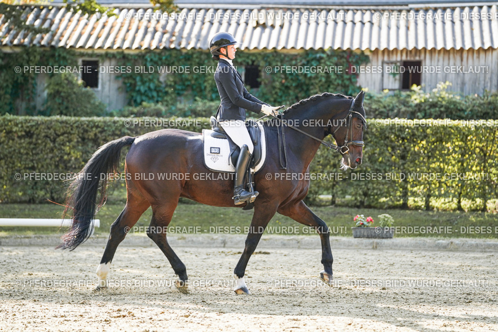 DSC06391 | Pferdegrafie