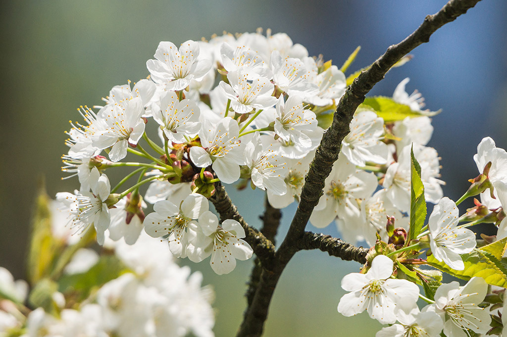 Weisse Kirschblüten | im Frühling. - Realisiert mit Pictrs.com