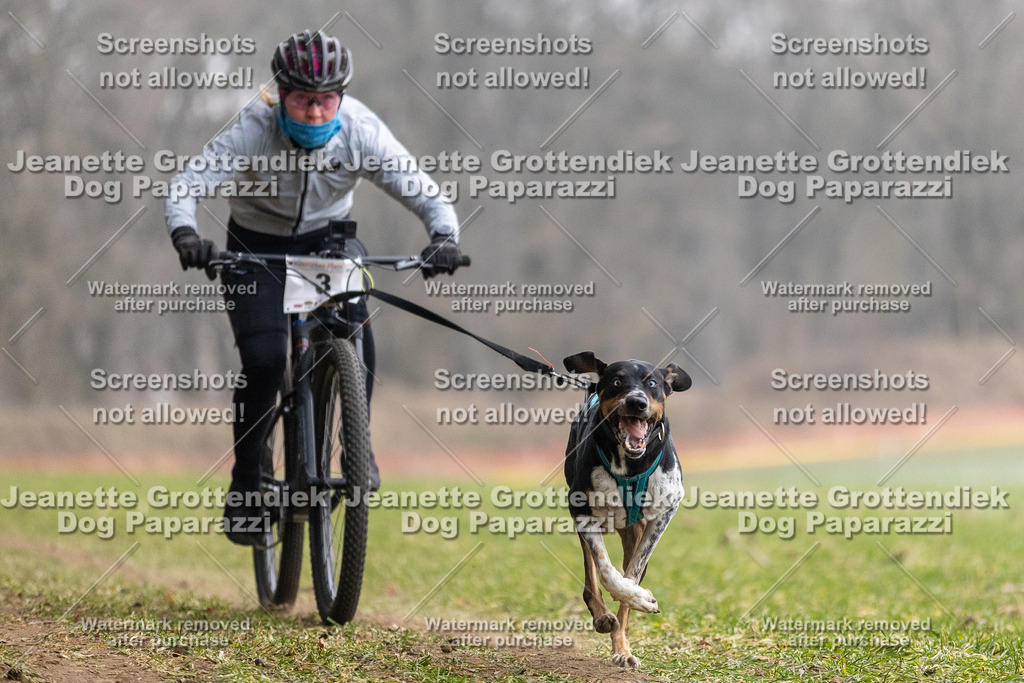 Dog Paparazzi - Plate 2026-4 | Dog Paparazzi Jeanette Grottendiek Fotografie & Videografie - Realisiert mit Pictrs.com