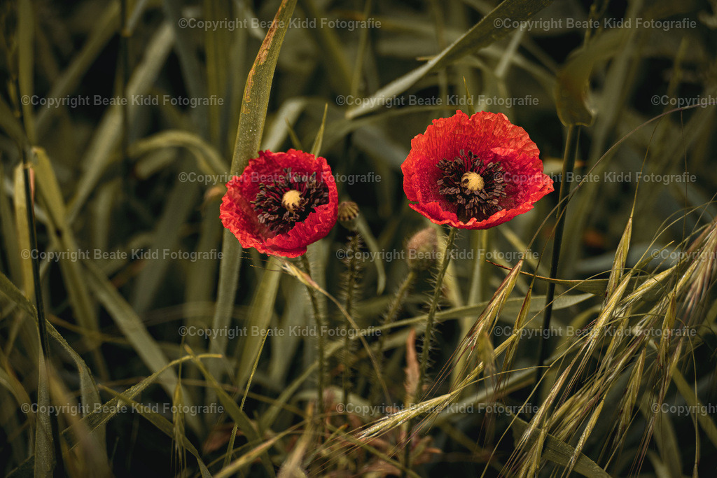 P1410013 | beatekidd-fotografie - Realisiert mit Pictrs.com