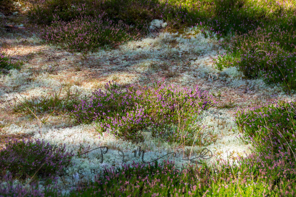 _Reservat2022-1533 | Photographies and more - Realisiert mit Pictrs.com