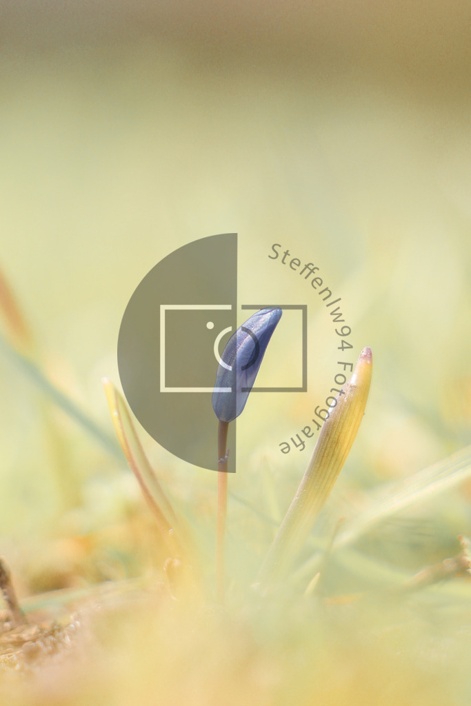 Wandbild Krokusse lila | Ich bin Fotograf und auf meiner Webseite hast du die Möglichkeit meine fotografie als Wandbilder druckfertig für dein Zuhause zu bestellten. - Realisiert mit Pictrs.com