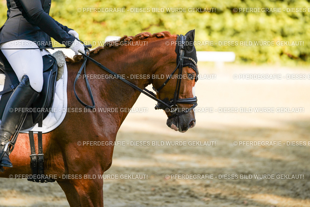 DSC06224 | Pferdegrafie