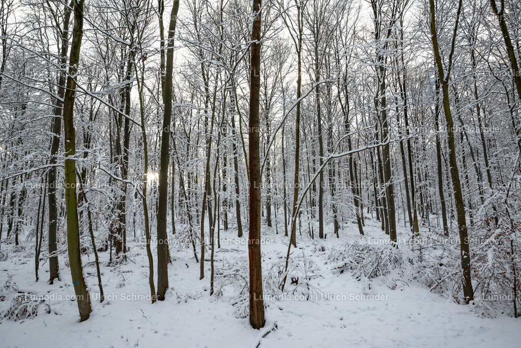 10049-13090 - Winter im Huy | Stockfoto und Bilderpool mit Bildmaterial aus Deutschland, dem Harz, Halberstadt, Quedlinburg, Wernigerode und weltweit. Qualitativ hochwertige und professionelle Fotos anschauen und kaufen. - Realisiert mit Pictrs.com
