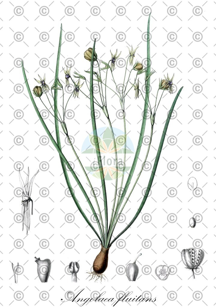 HistAbb_wfo-0000536542_296_ENZY_Simple | Historische Abbildung von Angolaea fluitans - Podostemaceae | Historical Illustration of Angolaea fluitans - Podostemaceae