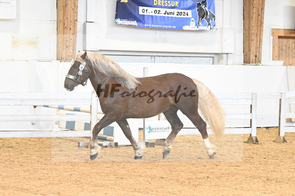 Kat-Nr. 8 v. Valegro_Glonecker_6240143 | hf-fotografie - Realisiert mit Pictrs.com