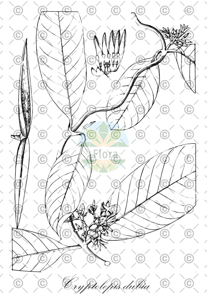 HistAbb_wfo-0001181213_1_ENZY_Simple | Historische Abbildung von Cryptolepis dubia - Apocynaceae | Historical Illustration of Cryptolepis dubia - Apocynaceae