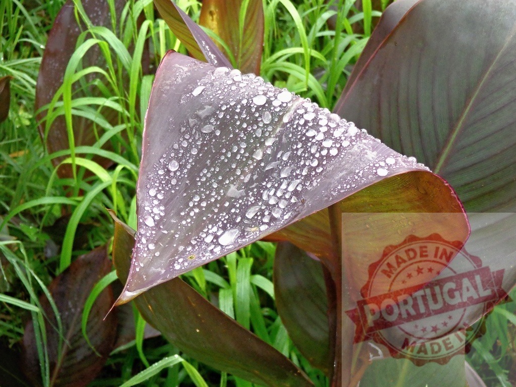 Canna lily leaf with water drops after rain | Dark red canna lily leaf collecting raindrops, showing natural freshness and growth - Realized with Pictrs.com