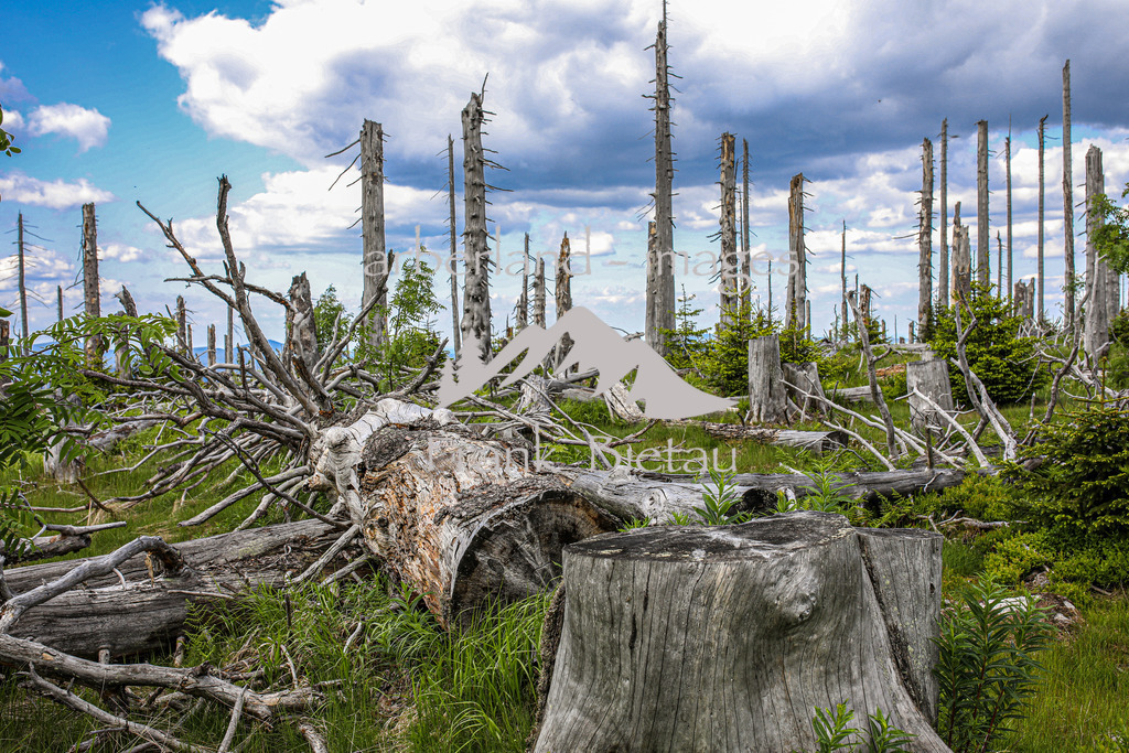 OE7A4043 | Stürme und Borkenkäfer haben dem Wald im Bayerischen und Böhmischen Wald stark zugesetzt. Die Schäden sind gewaltig und unübersehbar. Mehr und mehr breitet sich Jungwuchs und damit neuer Wald in den Höhenlagen aus