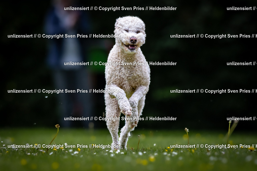 Sven Pries | 2026-05-14 - Hunderennen KA Durlach Vatertag 2026 - Realisiert mit Pictrs.com