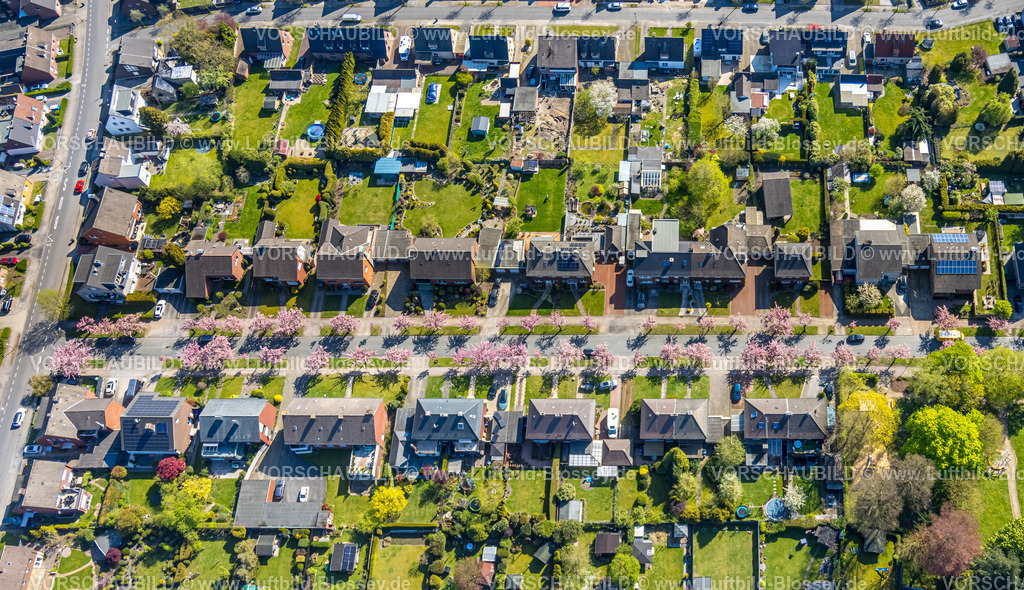 Hamm260400765Bockum-Hoevel-2 | Luftbild, Kirschblüten Bäume, Carl-Goerdeler-Straße, Reihenhaus-Wohnsiedlung, Bockum-Hövel, Hamm, Ruhrgebiet, Nordrhein-Westfalen, Deutschland