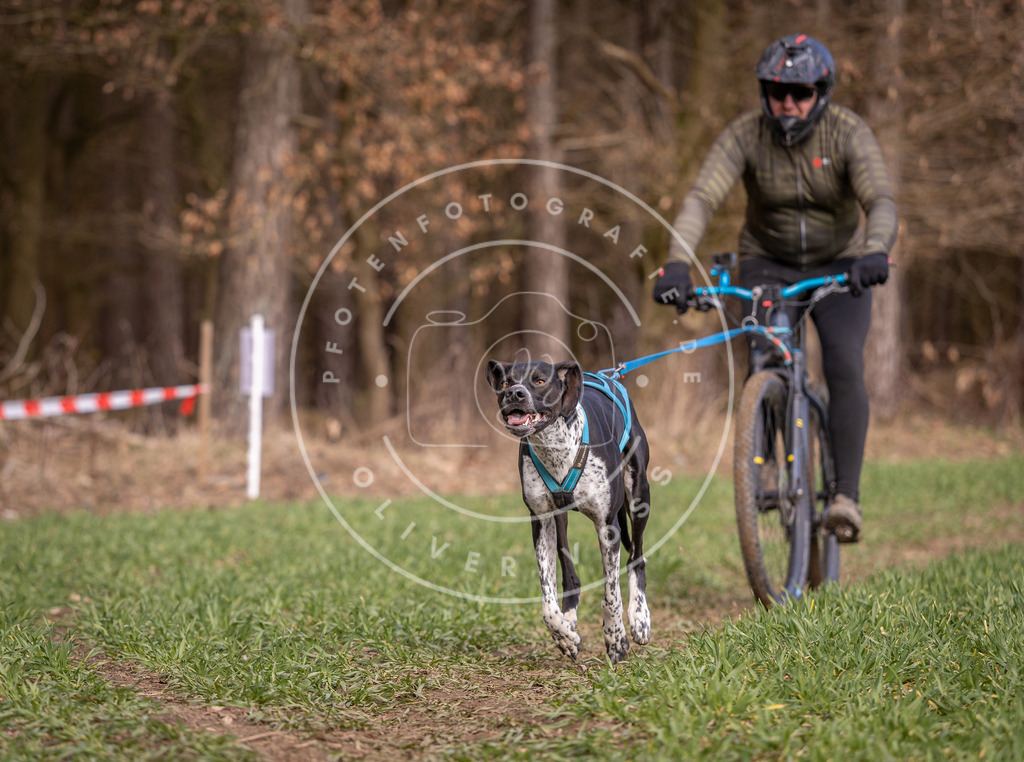 DV3A6145 | Hundefotografie, Tierfotograf, Pfotenfotografie, Fotoshooting Hund, Hunde Portrait, Hundesport, Hundeportraits, Heideshooting, Hunde, Sportfotograf, Hundefotograf, Turnierhundsport, THS,  - Realisiert mit Pictrs.com