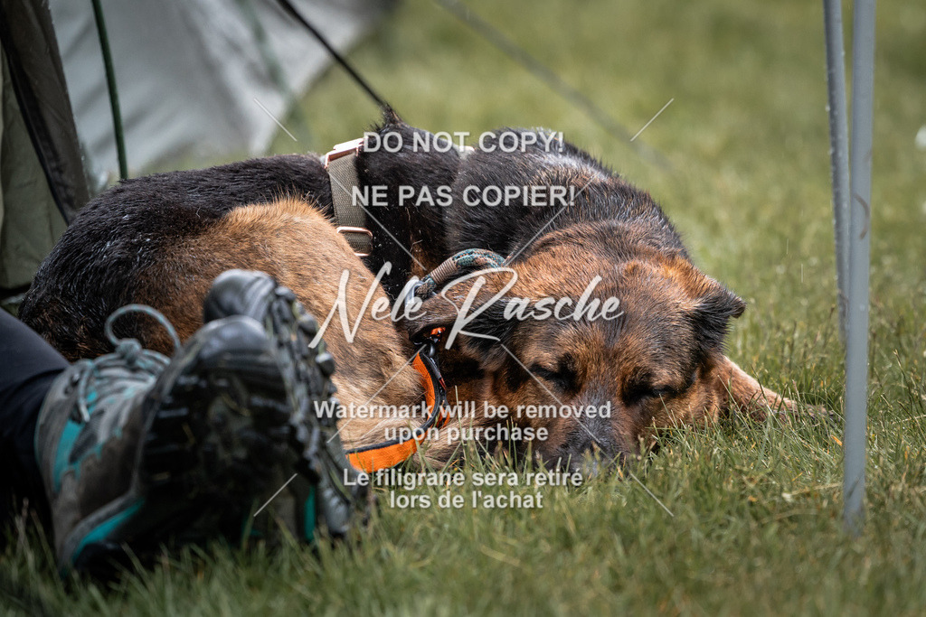 nelerasche_SaAbends_367 | nelerasche