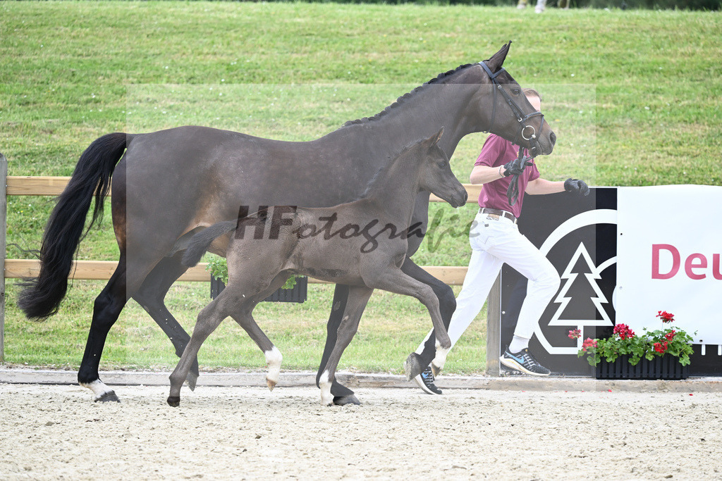 Kat-Nr. 35 HF DSP Feliciano_Niedermair_17230879 | hf-fotografie - Realizzato con Pictrs.com