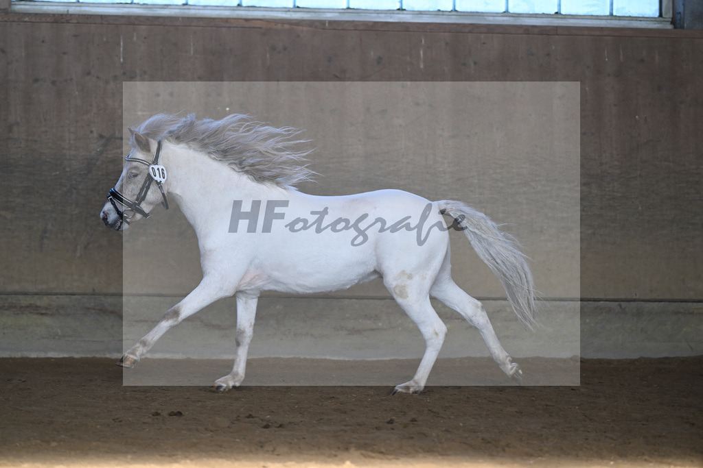 Kat-Nr. 16 Amigo vom Elbseetal v. Golden Wonder  v h Houbenhof_Koldas_49250717 | hf-fotografie - Realisiert mit Pictrs.com