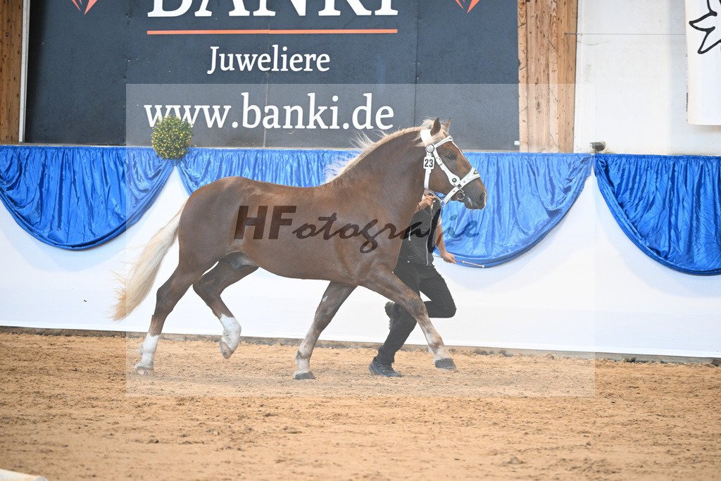 Kat-Nr. 23 Sirius v. Sir Fuerstenberg_Siglbauer_39251138 | hf-fotografie - Realizzato con Pictrs.com