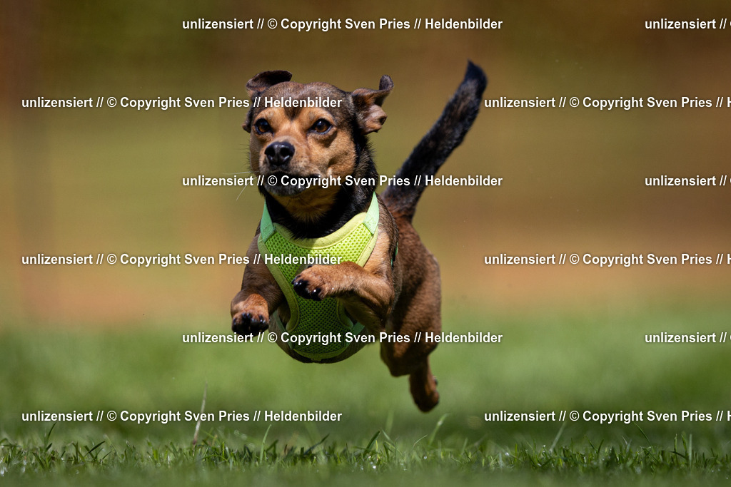 Sven Pries | 2024-04-21 - Hunderennen Baden-Oos
Foto: Sven Pries - Realisiert mit Pictrs.com