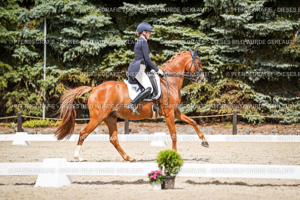 DSC06231 | Pferdegrafie