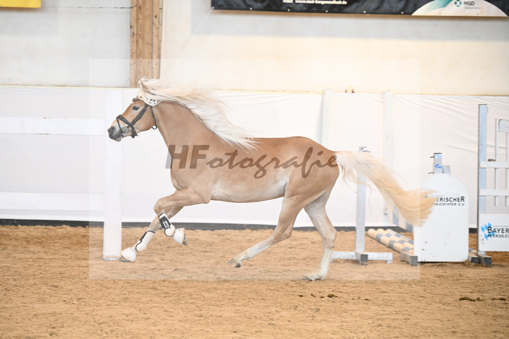 Kat-Nr. 24 v. Waaris-Z_Hock_6240351 | hf-fotografie - Realisiert mit Pictrs.com